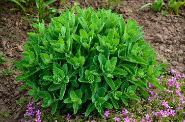 Canvas Print - Orpine. Sedum foliage, greenery garden plants at springtime.