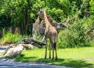 Canvas Print - Giraffe In Road 2