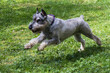 The Mittelschnauzer is an excellent watchman and search engine