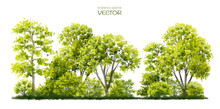Vector Watercolor Of Tree Or Forest Side View Isolated On White Background For Landscape  And Architecture Drawing, Elements For Environment And Garden,botanical For Section 