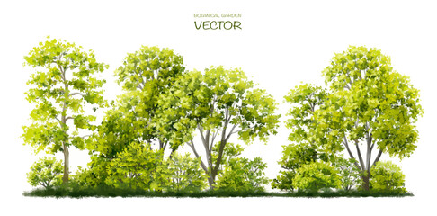 Wall Mural - vector watercolor of tree or forest side view isolated on white background for landscape and archite