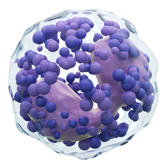 Wall Mural - Basophil . White blood cells with transparency membrane and Multinucleus and many big granule . Isolated white background . 3D render .