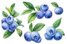 Set Of Blueberries On Isolated White Background, Watercolor Berries, Botanical Illustration