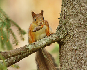 red squirrel (sciurus vulgaris) in the forest on a tree branch with spruce cone in mouth.
