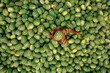 © AmazingAerialAgency - Aerial view of people among the watermelons at work on the Buriganga River, Dhaka Kotwali Thana, Dhaka, Bangladesh.
