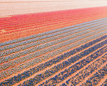 Aerial View Of A Tulip Field In 't Zand, North Holland, Netherlands.