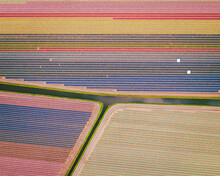 Aerial View Of A Tulip Field In Lisse, South Holland, Netherlands.