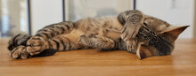 Adorable Pet Tabby Cat Feeling Playful, Rubbing Its Eyes, Purring While Lying On Wooden Floor Inside At Home. Cute Little Lazy Domestic Feline Animal Sleeping. Lazy Tiger Kitten Resting And Relaxing