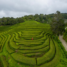 Aerial View Of Woman In The Maze Of Flower Beds Along The Hill, Sao Bras, Maia, Azores, Portugal.