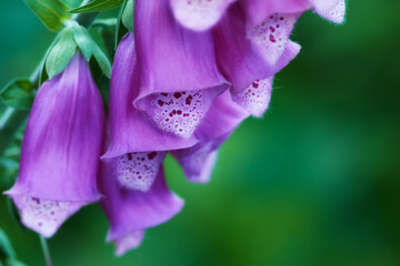 Foxglove flower blooming on branch of tree in a botanical garden. Closeup of a pretty summer flower growing in nature. Petals blossoming on floral plant in a backyard. Flowerhead blossoming in a park