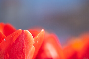 Wall Mural - red tulip flower in close up with raindrop
