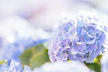Wall Mural - hydrangea flower in close up with sunlight