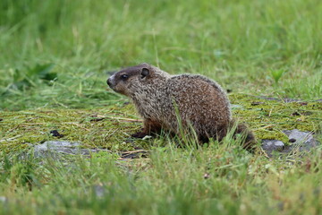 Poster - A young woodchuck exploring its environment