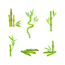Bamboo Tropical Plants Set. Green Bamboo Stems And Leaves. Spa, Wellness, Ecology Design Vector Illustration