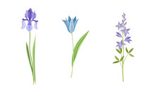 Collection Of Beautiful Blue And Purple Wild Flowers. Herbaceous Flowering Plants Vector Illustration