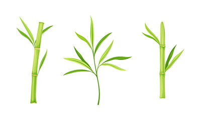 Wall Mural - Bamboo sticks and leaves of tree set. Eco fresh green decor elements vector illustration