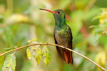 Wall Mural - rufous-tailed hummingbird - amazilia tzacatl medium-sized hummingbird, from mexico, colombia, venezu