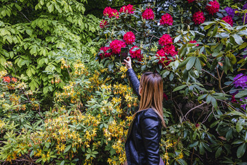 Sticker - Woman takes photo of Rhododendron flowers in the garden, Poland