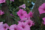 Fototapeta Kwiaty - Letnie kwiaty
