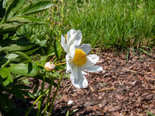 The Japanese Type Of Garden Peony Cultivar (Paeonia Lactiflora) 'Ona' With White And Pink Petals And Golden Yellow Straws In The Center