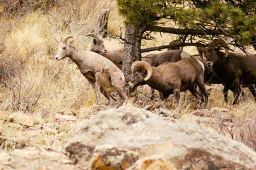 wild bighorn sheep on the hillside in colorado getting ready to mate and herding during the rutting 