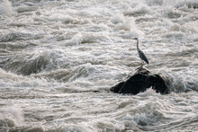 Lonely Heron Standing On The Rock In The Middle Of The Strong River Current