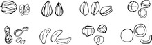 Nut Set. Almonds, Pistachios, Walnuts, Hazelnuts, Coconut, Peanut.  Isolated Nut In Shell And Peeled With Leaves Sketch. Stock Vector 
