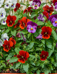 Canvas Print - Viola plant with multicolor flowers growing outdoors. Viola, Common Violet, Viola tricolor .