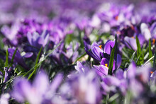 A Lot Of Lilac Crocuses In The Park On A Spring Day.  Nature.  Side View.  Lilac Background.  Multicolor