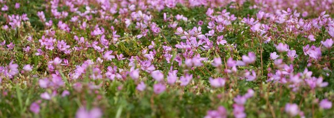 Wall Mural - Blooming pink and purple common stork's-bill flowers (Erodium cicutarium), green lawn in a city park. Spring, early summer. Netherlands, Europe. Landscaping design, gardening