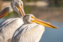 Close-up Of A White Pelican. 