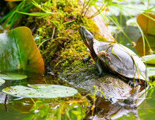 Turtle In The Pond