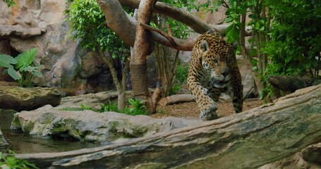 spotted jaguar walk inside jungle forest on fallen tree trunk. wild mammal panther slow motion video