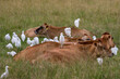 Cattle Egret's perched on dairy cows