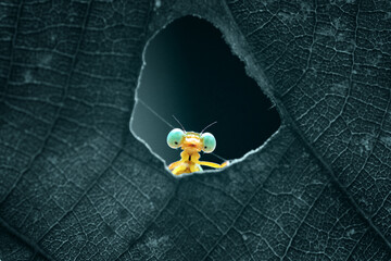 spider on the web