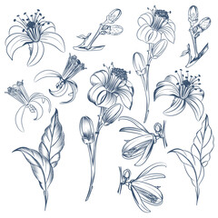 Poster - Collection of vector hand drawn citrus flowers lemon, orange, tangerine in vintage style