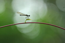 Dragonfly On A Green Leaf