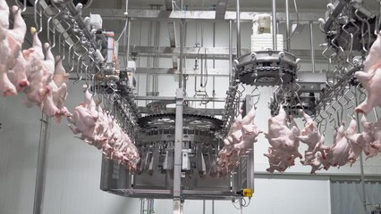 Wall Mural - Chicken hang on conveyor rail an automated equipment for chicken meat processing in poultry factory.