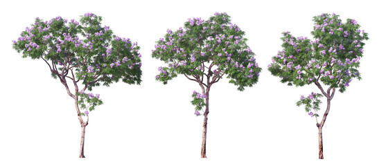 A tree with flowers on a white background.