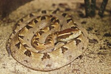 Malayan Pit Viper (Calloselasma Rhodostoma), Head And Upper Body Are Reddish-brown Or Gray-brown. There Is A Dark Stripe In The Shape Of A Triangular End To The Spine. 