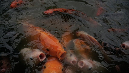 Ikan mas berwarna-warni di kolam