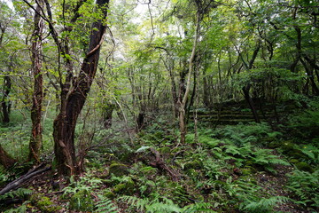 primeval forest with old trees and vines and fern