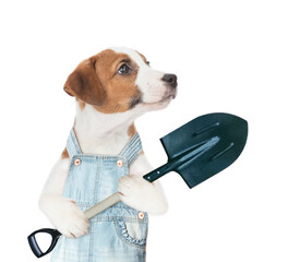 Poster - Jack russell terrier puppy farmer wearing overalls holds shovel. isolated on white background