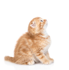 Canvas Print - Ginger tabby kitten sits in profie and looks away and up. isolated on white background