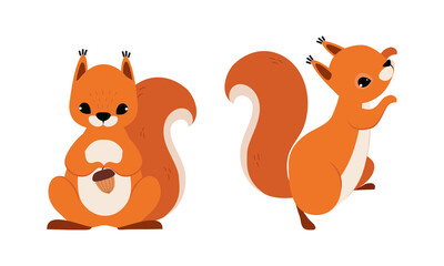 Wall Mural - Red Fluffy Squirrel with Bushy Tail Sitting with Acorn and Climbing Vector Set