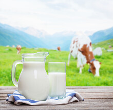 Milk In Jug And Glass And Cows In Pasture On Alpine Meadow
