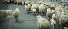 Sheep On A Road At Armenia.