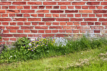 A Close Up Of A Wall Of Red Bricks On An Old Building With Lush Green Grass And Wild Daisies Growing During Spring. Hard Rough Surface With Cement Plaster Attached To A Concrete Weathered Structure