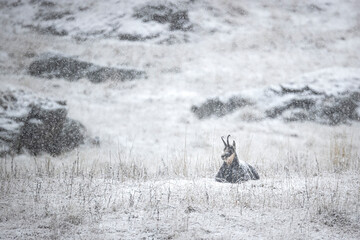 Canvas Print - Chamois