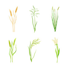 Set Of Cereal Plants. Wheat, Proso, Millet, Sorghum Spikelets Of Organic Crops Vector Illustration